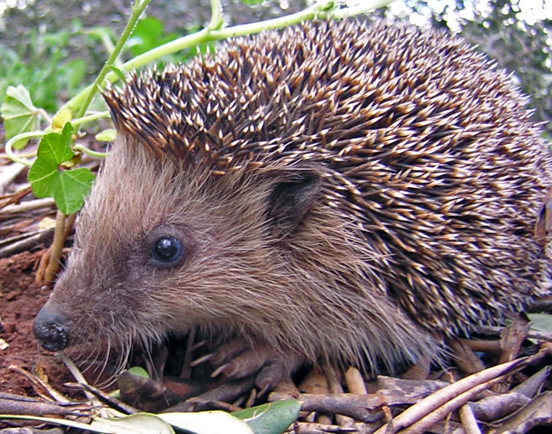 A hedgehog
